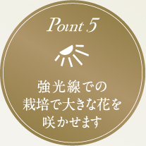 point5 強光線での 栽培で大きな花を 咲かせます