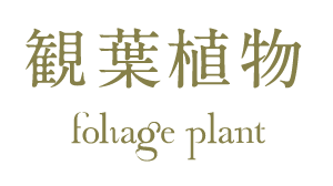 観葉植物fohage plant